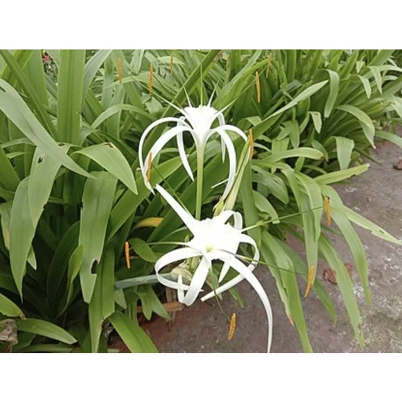30 Bulbs NO Foliage BEACH SPIDER LILY BULBS (Hymenocallis Littoralis) POLLINATOR - Picture 6 of 6